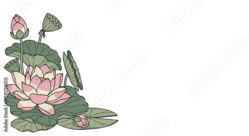 Pink Lotus Flower Illustration with Buds and Green Leaves