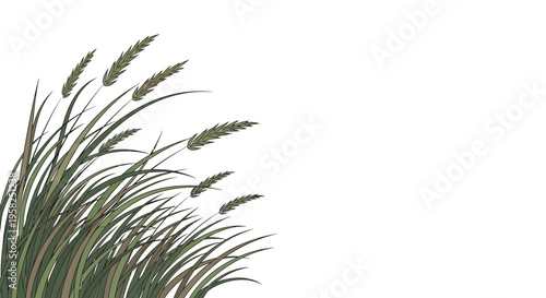 Tall green grass stalks swaying in the wind, isolated on white background