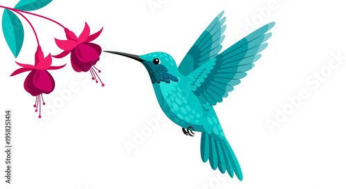 Turquoise Hummingbird Feeding on Fuchsia Flowers