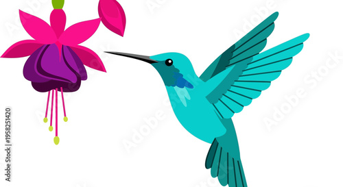Turquoise hummingbird feeding on a fuchsia flower, isolated on white background