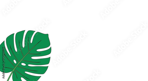 Vibrant Green Monstera Leaf, Tropical Plant, Isolated on White Background