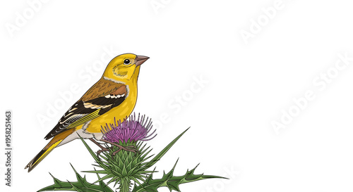 Vibrant Goldfinch Perched on a Spiky Thistle Flower, Isolated on White