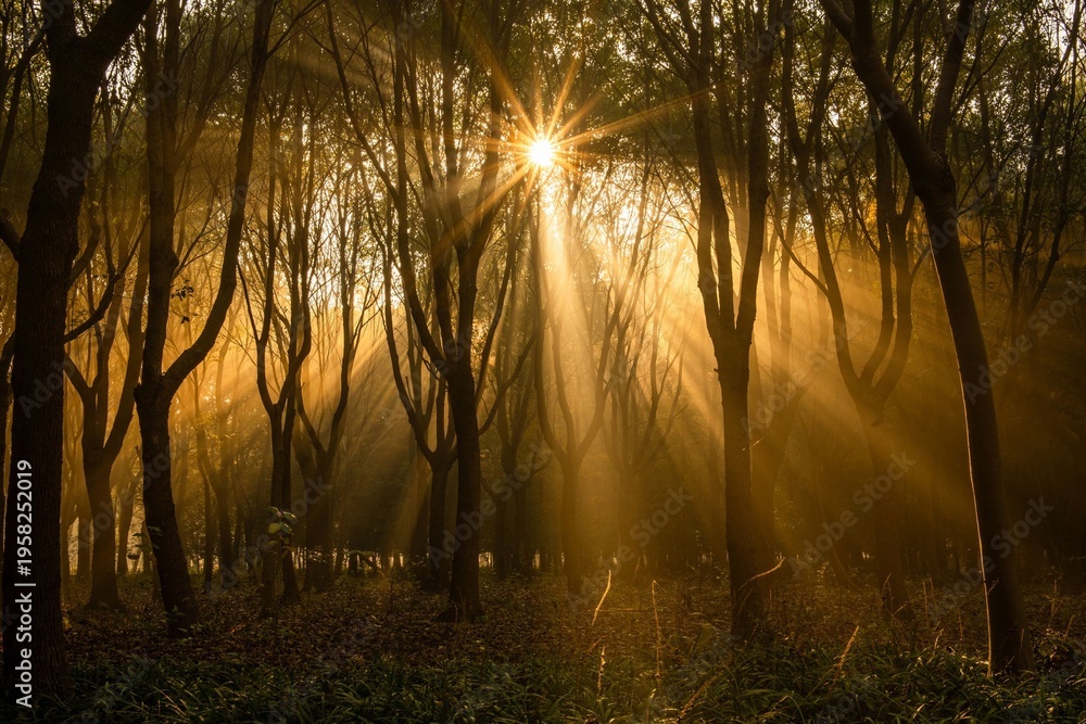 Naklejka premium sunrise in the forest