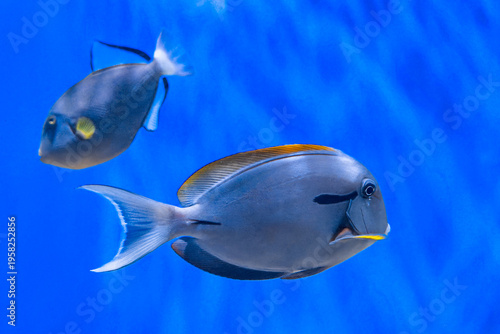 Yellowfin Surgeonfish swimming in blue water