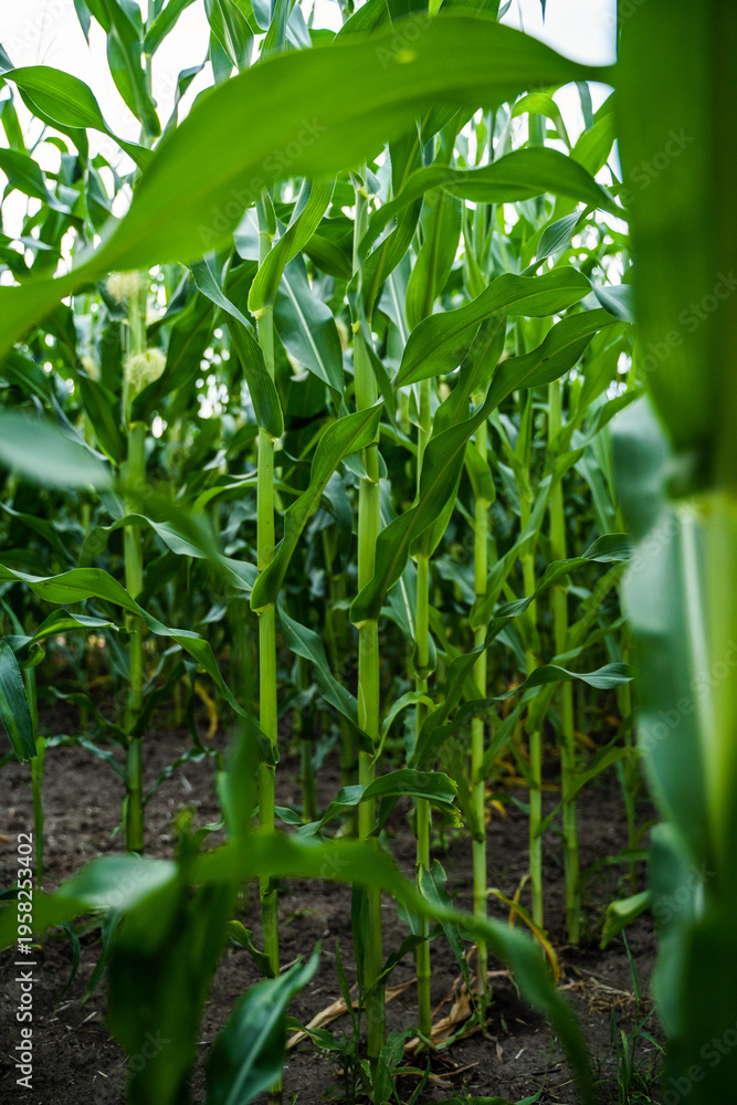 Fototapeta premium Healthy green corn plants growing from fertile dark soil in a vast agricultural field, depicting sustainable farming, a bountiful harvest, and nature's abundance