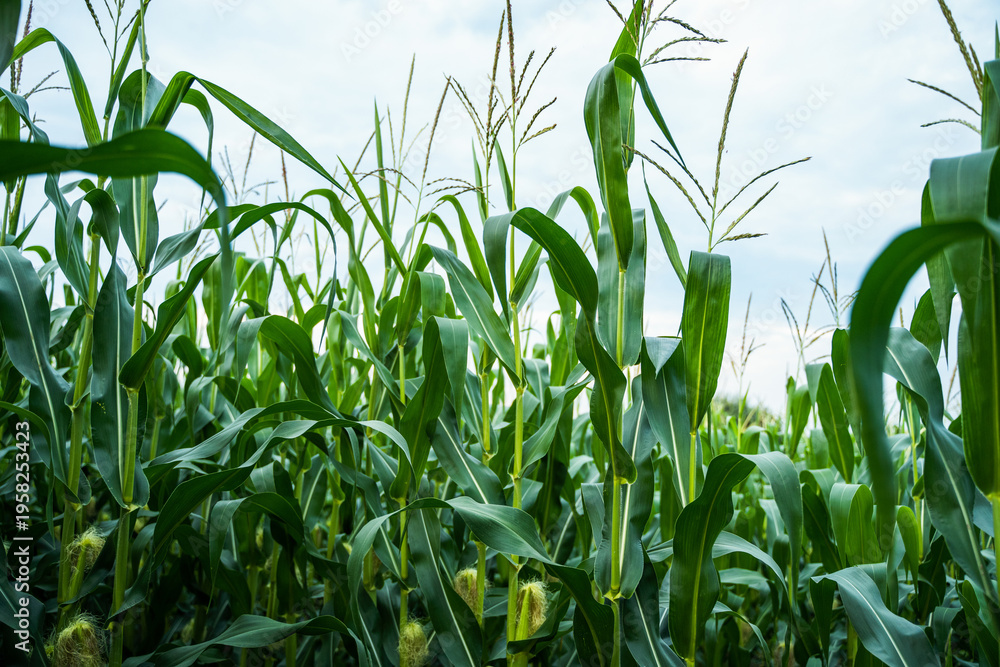 Obraz premium Lush green corn plants growing in a vast agricultural field under a bright summer sky, symbolizing growth, harvest, food production, and sustainable farming practices