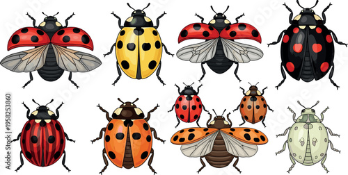 Ladybug Vector Set with Various Colorful Patterns, Spots, and Insect Designs for Nature, Bugs, and Entomology Illustration