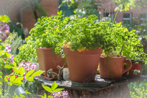 Foto Kräuter im Blumentopf im Garten – frische Petersilie und Küchenkräuter in sonnig