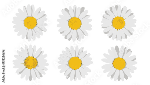 Set of six white daisy flowers with bright yellow centers is neatly arranged in two rows against a plain white background.