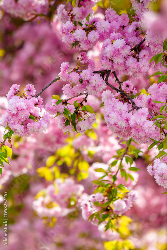 japanese sakura viewing season. pink flowers of cherry blossom during spring time. blooming place in ukraine. hanami picture from outdoor location of uzhhorod in afternoon light. peaceful april