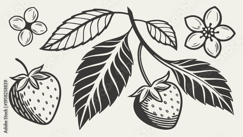 Botanical illustration of strawberry plant with leaves flowers and berries in clean vintage line style, detailed natural drawing on light background