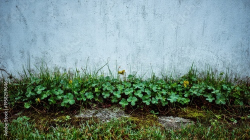 Green plants growing against a textured wall outdoors close up view