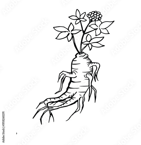 ginseng root hand drawn sketch