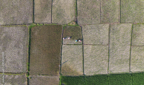 Farmers clean debris from a lush green paddy field while working in waterlogged farmland in rural India