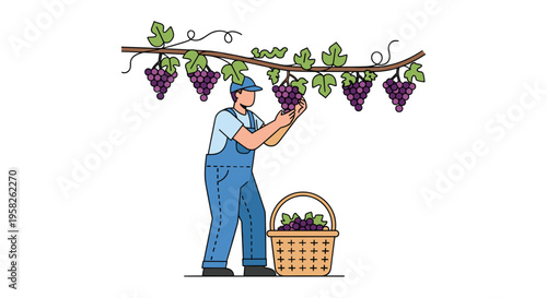 A man in blue overalls is harvesting purple grapes from a vine into a woven basket on a white background.