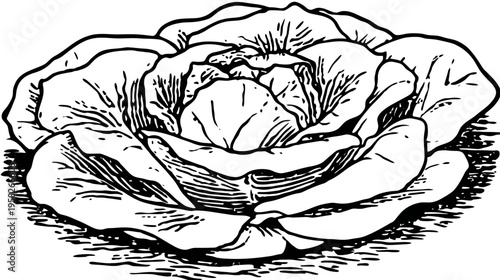 A detailed black and white illustration of a lettuce head, from a top view, on a white background