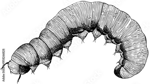Detailed black and white illustration of a caterpillar with segmented body, and textured skin