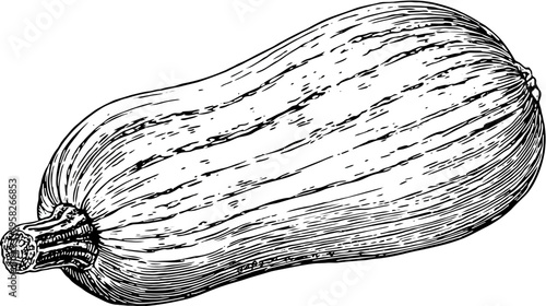 A detailed black and white illustration of a butternut squash, with texture and stem, on white
