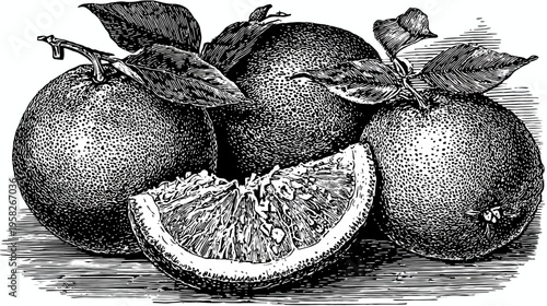 Intricate black and white illustration of oranges, including a slice, with leaves. Highly detailed