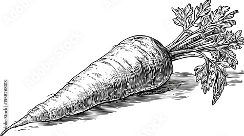 A detailed monochrome illustration of a carrot with its green leafy top. A single root vegetable