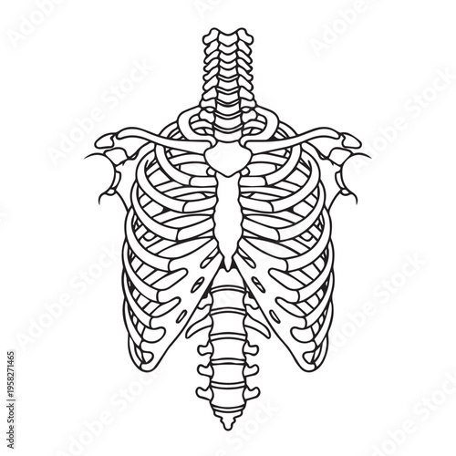 Detailed anatomical illustration of the human rib cage and thoracic spine, showcasing the intricate structure of the upper torso skeleton for medical and educational purposes