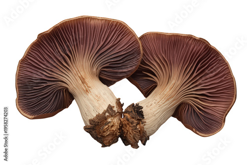 Pair of wild mushrooms with visible gills, edible fungi showcasing natural colors on transparent background
