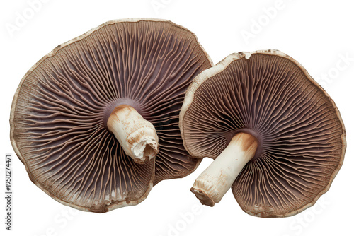 Two edible mushrooms showing purple gills and white stems, natural fungus isolated on transparent background