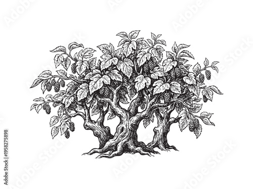 Detailed black and white engraving of a gnarled tree laden with ripe berries ink line png