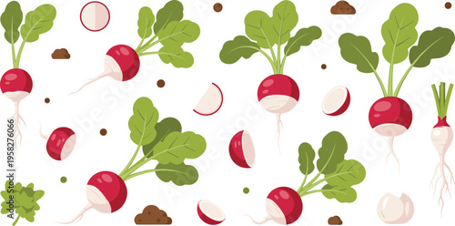 Fresh Radish Vegetable Vector Set with Whole, Cut, and Sliced Radishes Featuring Organic Garden Produce and Healthy Food Illustration Elements
