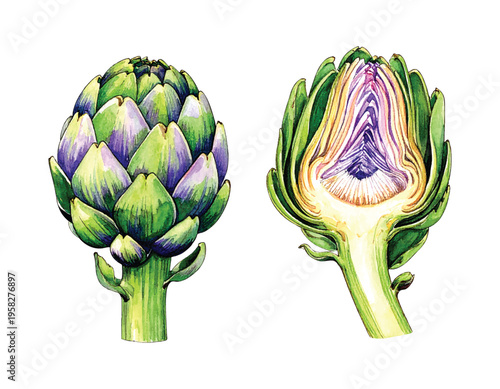 Watercolor of a whole green artichoke and a halved artichoke ink engraving line black png