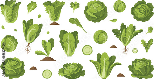 Fresh Lettuce Vegetable Vector Set with Whole Heads, Leaves, and Cut Slices Featuring Organic Garden Produce for Healthy Food and Farming Design