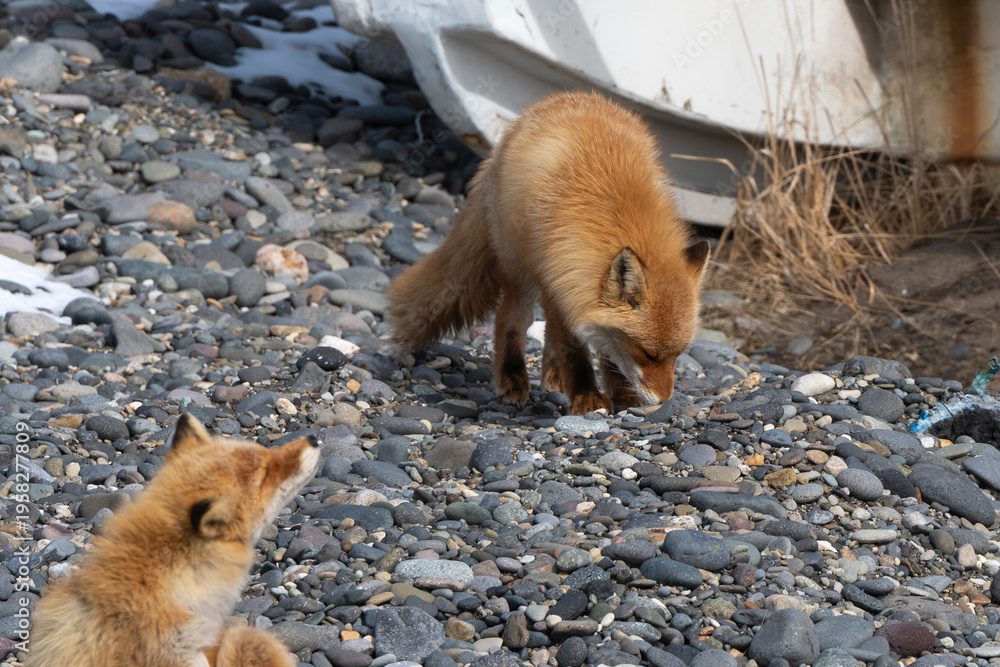 Fototapeta premium Renard roux