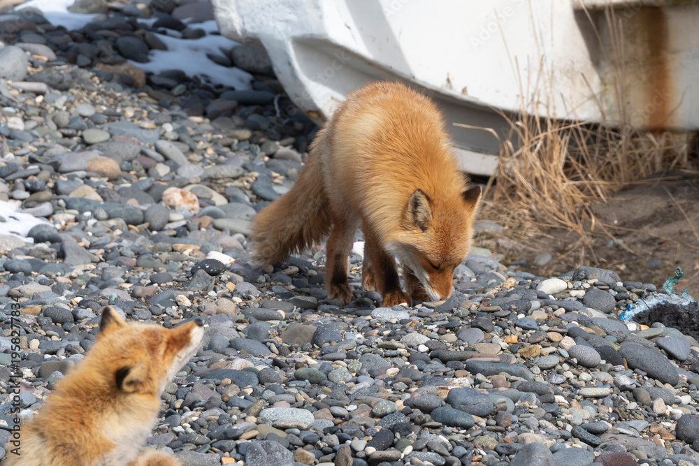 Fototapeta premium Renard roux