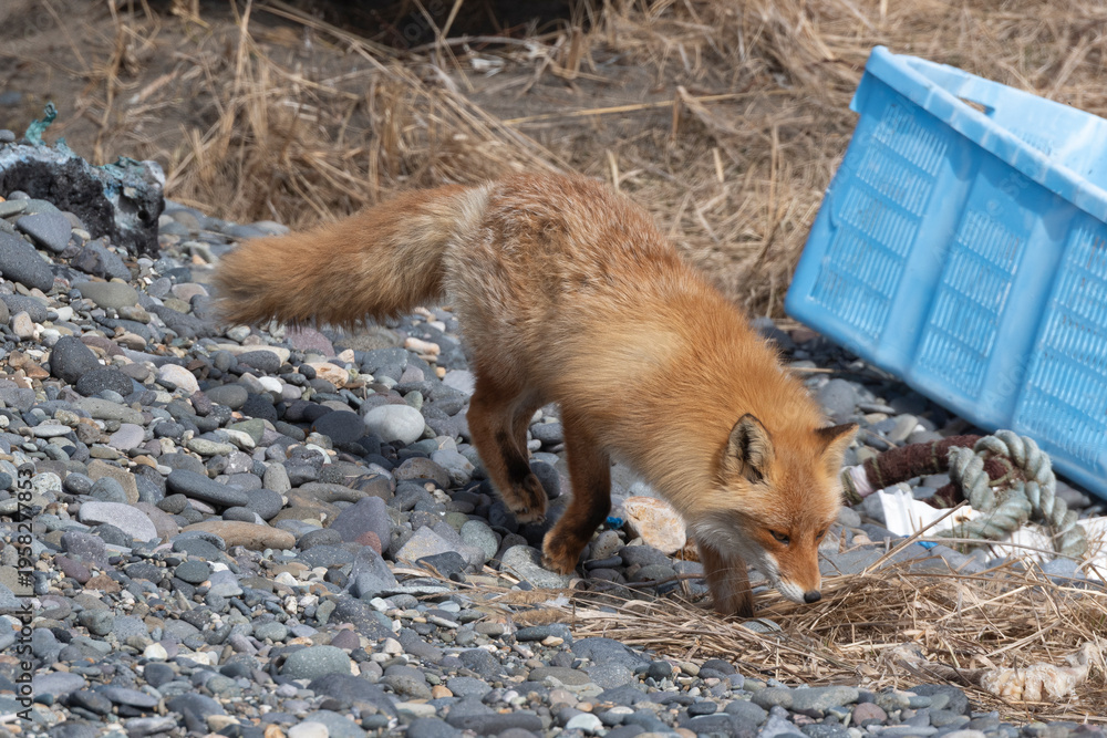 Fototapeta premium Renard roux