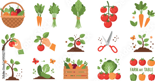 Farm to Table and Vegetable Harvest Illustration Set with Tomatoes, Carrots, Gardening, Picking and Organic Produce