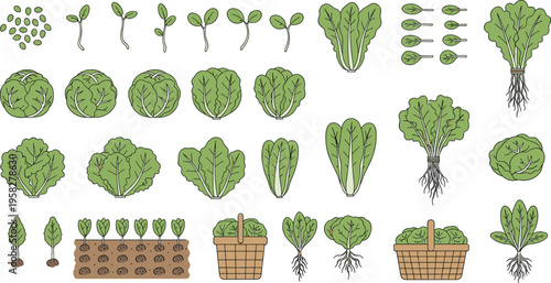 Lettuce Growth Stages Vector Set Showing Seed Germination, Seedlings, and Mature Leafy Greens with Harvest Illustrations for Organic Farming and Gardening Design