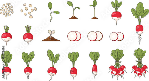 Radish Growth Stages Vector Set Showing Seed Germination, Sprouting, and Harvest with Whole and Sliced Radish Illustrations for Organic Farming Design