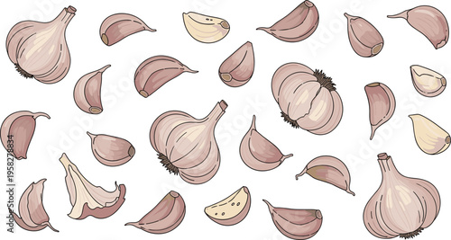 Garlic Vegetable Vector Set with Whole Bulbs, Cloves, and Peeled Pieces Featuring Fresh Organic Ingredient for Cooking, Herbal, and Food Design