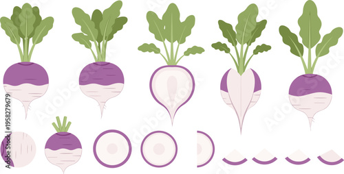 Turnip Vector Illustration Set with Whole and Cut Root Vegetables, Purple and White Radish Variations, Fresh Organic Produce for Food Design and Cooking Graphics