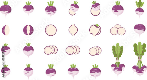 Turnip Vector Set with Whole and Sliced Root Vegetables, Purple and White Radish Variations for Food Illustration, Cooking Design, and Organic Produce Collection