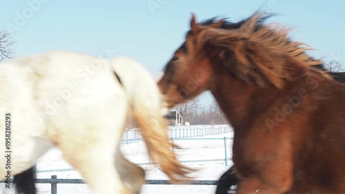 十勝牧場の馬追い運動　2026年