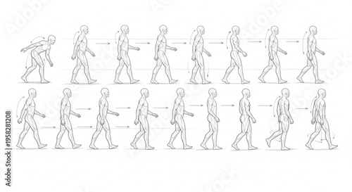 Human walking cycle phases illustration gait analysis motion steps diagram
