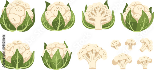 Cauliflower Vegetable Vector Set with Whole Heads, Cut Sections, and Florets Featuring Organic Garden Produce for Healthy Food and Nutrition Design
