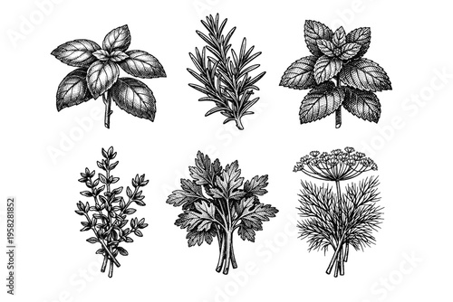 Vintage culinary herbs set in black and white botanical engraved illustration style with basil rosemary thyme sage parsley and mint