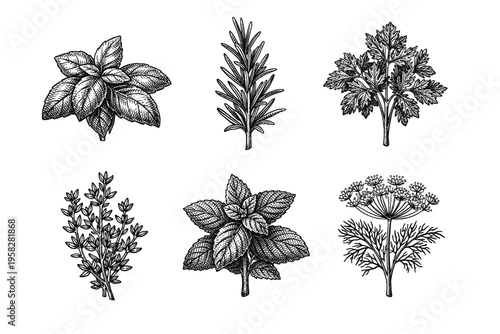 Vintage culinary herbs set in black and white botanical engraved illustration style with basil rosemary thyme sage parsley and mint