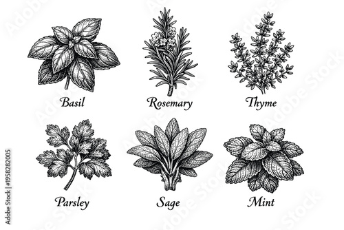 Vintage culinary herbs set in black and white botanical engraved illustration style with basil rosemary thyme sage parsley and mint