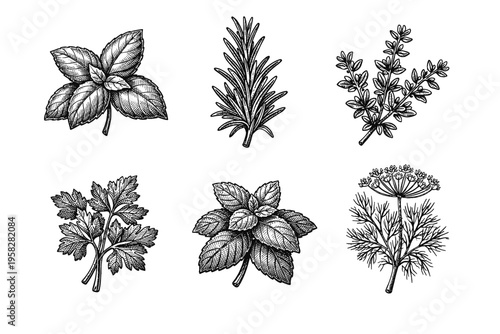 Vintage culinary herbs set in black and white botanical engraved illustration style with basil rosemary thyme sage parsley and mint