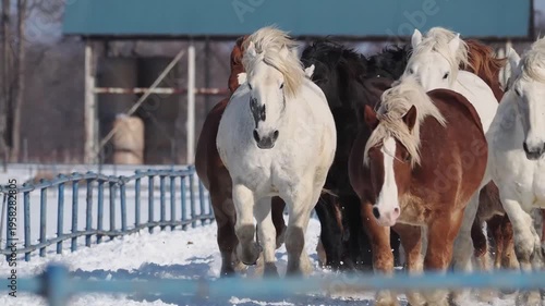十勝牧場の馬追い運動　2026年