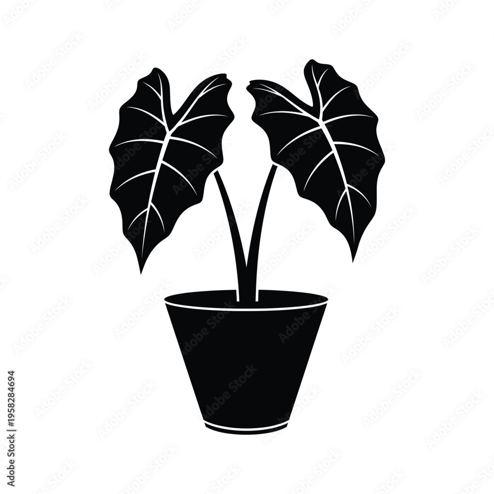 Fototapeta premium Alocasia Plant Potted Silhouette Business