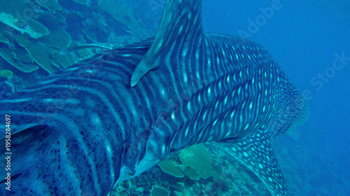 Whale Shark, Rhincodon typus, South Ari Atoll, Maldives, Indian Ocean, Asia